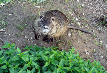 An otter or nutria stands on its hind legs on a lawn close-up
