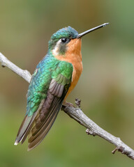 Fototapeta premium Female Purple-throated Mountain Gem Hummingbird
