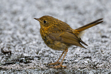 Wren