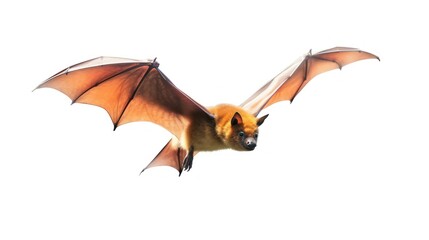 Flying Fox Bat in Flight with Spread Wings
