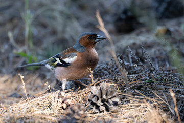 Finch