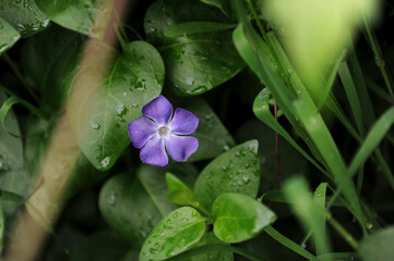 A vibrant purple flower stands out as it is beautifully surrounded by lush green leaves, creating a picturesque natural scene
