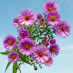 Blühende Herbstastern, Symphyotrichum, im Garten