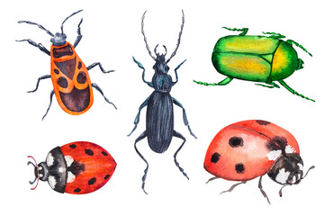 Watercolor illustration set of different insects bugs. Hand drawn watercolor illustration of insects.
