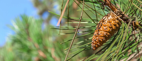 Beautiful pine cone on fir branch in forest, closeup