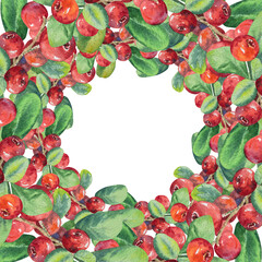 Watercolor botanical illustration frame of lingonberry twigs with green leaves. Hand drawn round frame of lingonberry twig