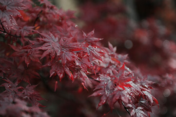 This image provides a closeup view of a vibrant maple tree displaying its beautiful red leaves, showcasing natures stunning colors and details