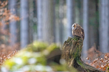 Portrait of Long-eared Owl looking to the side. Horizontally.