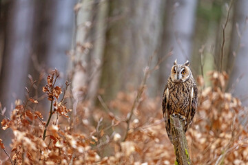 Front view portrait of Long-eared Owl sitting in the autumn forest.  Horizontally.
