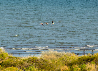 Migratory birds at shore of beach, las grutas, rio negro, argentina