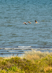 Migratory birds at shore of beach, las grutas, rio negro, argentina