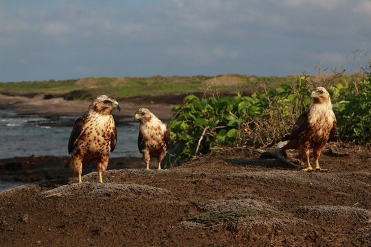 Galapagos hawks in Marchena Island