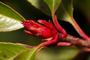 This image offers a detailed closeup view of a vibrant red flower bud accompanied by lush green leaves surrounding it