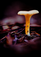 setas silvestres en el bosque