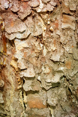the texture of the bark of an old coniferous tree