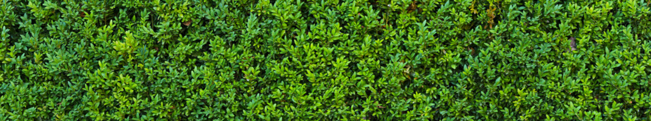 A beautiful hedge of Boxwood. Panoramic view of a Buxus plant. Seamless texture of green natural background.
