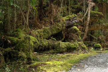 The overgrown moss and lichen on the temperate rain forest ancient tree stumps at Fox Glacier trekking path, South Island, New Zealand.