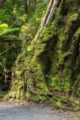 A giant old tree with overgrown moss and lichens on its trunk in temperate rain forest at Fox Glacier trekking path, South Island, New Zealand.