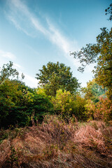 oak forest with bright yellow-green leaves. thick orange grass grows around the trees. golden hour, dawn