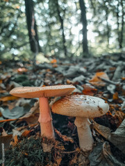 orange cap boletus