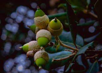 flores en el bosque con mucho verde