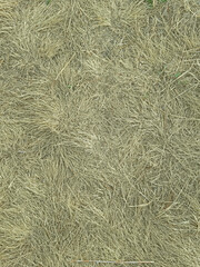 Sun-faded dry grass, hay, natural ornament, pattern made by nature