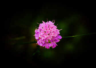 flores del bosque en otoño