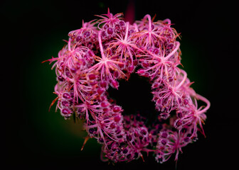 flores del bosque en otoño
