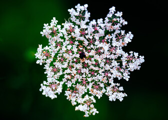 flores del bosque en otoño