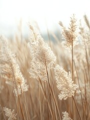 Obraz premium Serene Field of Tall Grass