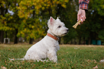 White Dog west highland white terrier Waiting for a Treat in the Park