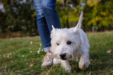 Small white dog walking in autumn park with owner, dog walking