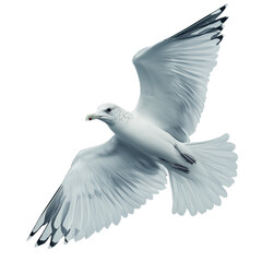 Obraz premium White dove flying with wings outstretched against a transparent background