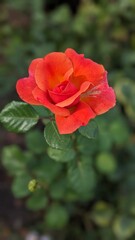 Obraz premium red rose in garden