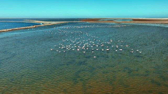 Aerial view of a huge colony of lesser flamingos Phoenicopterus minor. Flying close to flamingos near Walvis Bay in Namibia.