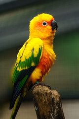 Portrait of Sun parakeet in zoo