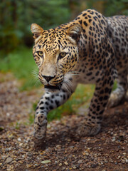 Portrait of Persian leopard in zoo