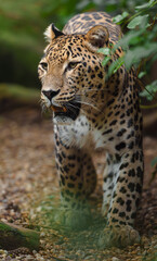 Portrait of Persian leopard in zoo