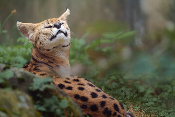 Portrait of Serval in zoo