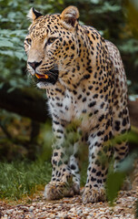 Portrait of Persian leopard in zoo