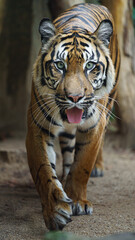 Portrait of Sumatran tiger in zoo