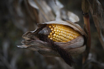 Harvest time in a dried cornfield with piles of harvested golden corn cobs. Dried Corn Field with Harvested Cobs