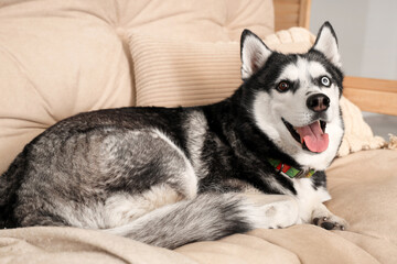 Cute Husky dog lying on sofa in living room