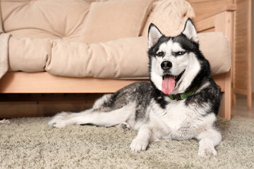 Cute Husky dog lying on carpet in living room