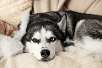 Naughty Husky dog with torn pillow on sofa in living room, closeup