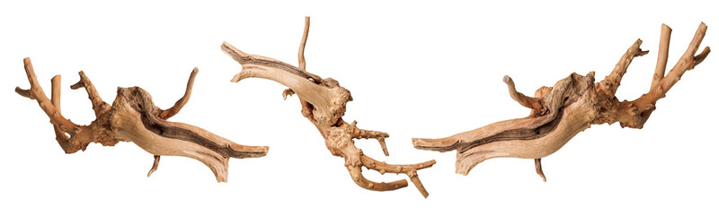 set old dry driftwood tree branch on an isolated white background close-up