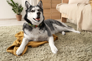 Cute Husky dog with plaid lying on carpet in living room