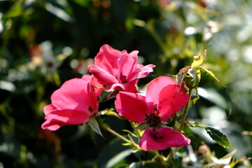 Here is a closeup image featuring a beautiful pink flower against a vibrant green background that...