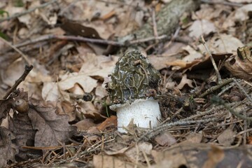 mushroom in the forest