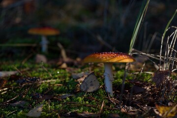 mushroom in the forest